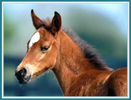 Healing Animal Wounds and Injuries